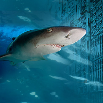 Shark image